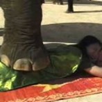 Massage d'éléphant